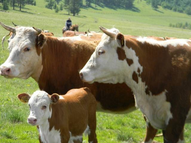 Content of Kazakh white-headed cows