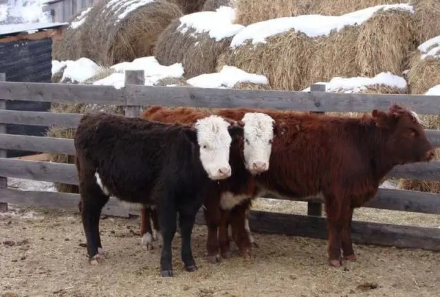 Content of Kazakh white-headed cows