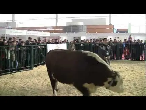 Content of Kazakh white-headed cows