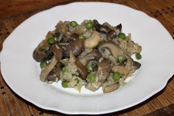 Cooking dishes from oyster mushrooms: recipes with photos