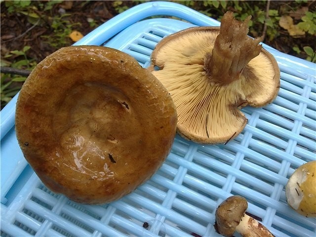 Cooking pig mushrooms: how to salt, fry, pickle