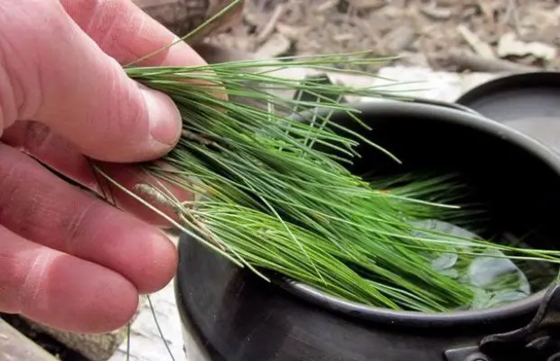 Copper-based coniferous kvass: reviews, recipe