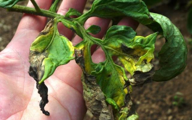 Copper wire from phytophthora on tomatoes: video 