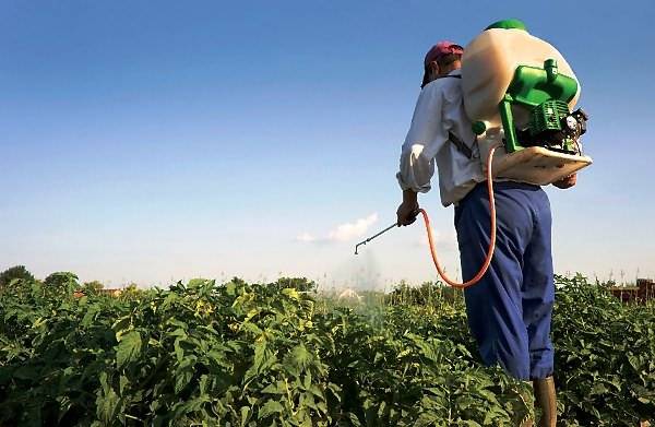 Copper wire from phytophthora on tomatoes: video 