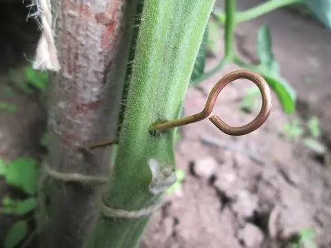 Copper wire from phytophthora on tomatoes: video 