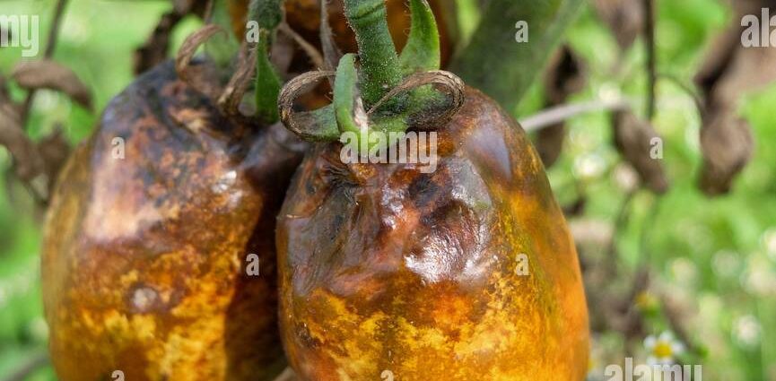 Copper wire from phytophthora on tomatoes: video 