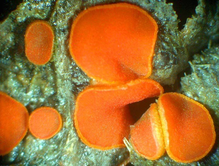 Coprobia granulata (Cheilymenia granulata) photo and description