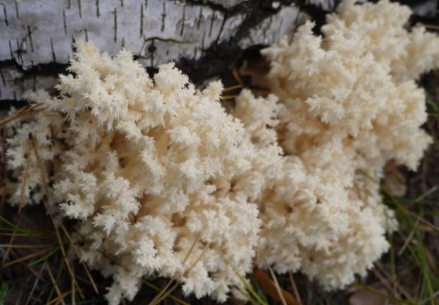 Coral hedgehog (coral): photo and description, recipes, medicinal properties