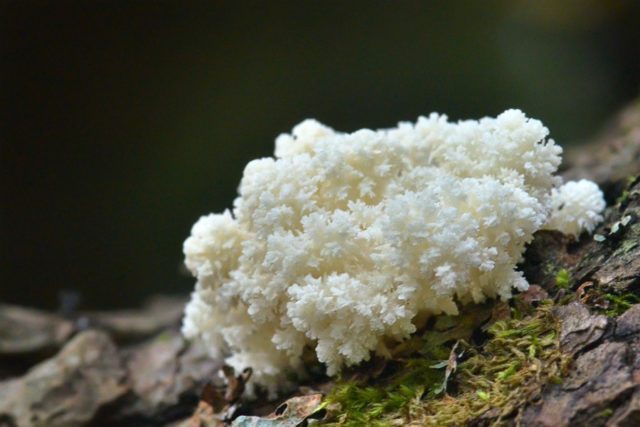 Coral hedgehog (coral): photo and description, recipes, medicinal properties