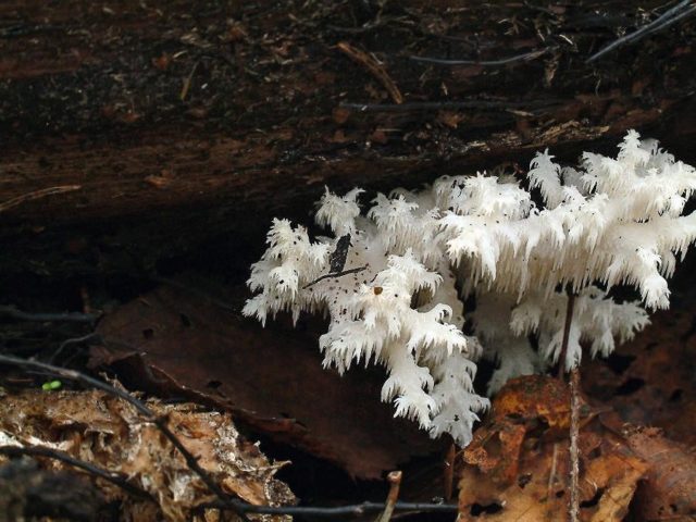 Coral hedgehog (coral): photo and description, recipes, medicinal properties