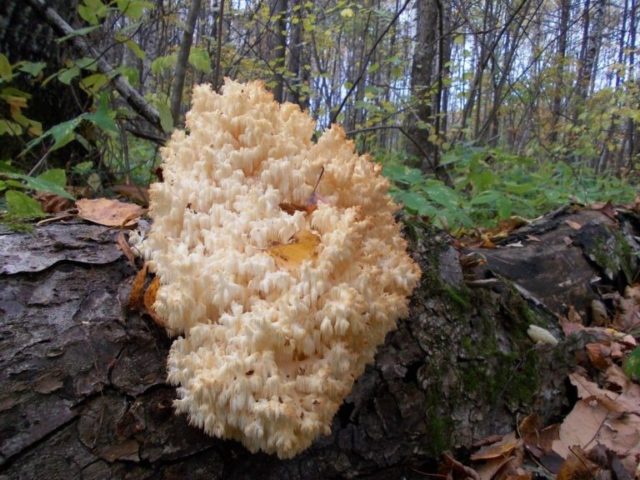 Coral hedgehog (coral): photo and description, recipes, medicinal properties