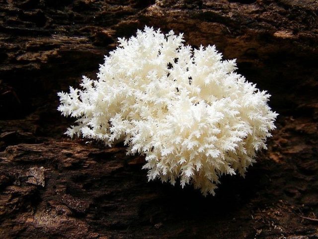 Coral hedgehog (coral): photo and description, recipes, medicinal properties