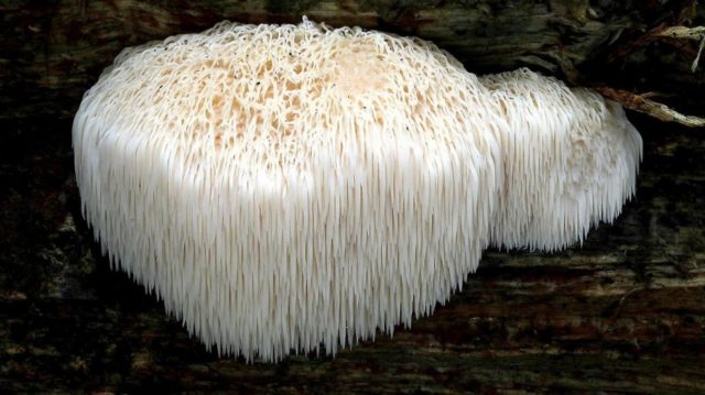 Coral hedgehog (coral): photo and description, recipes, medicinal properties