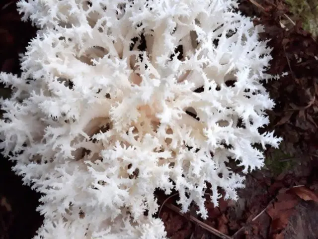 Coral hedgehog (coral): photo and description, recipes, medicinal properties