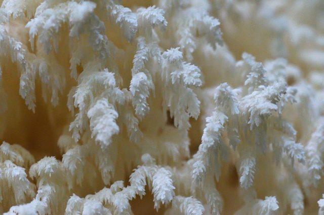 Coral hedgehog (coral): photo and description, recipes, medicinal properties