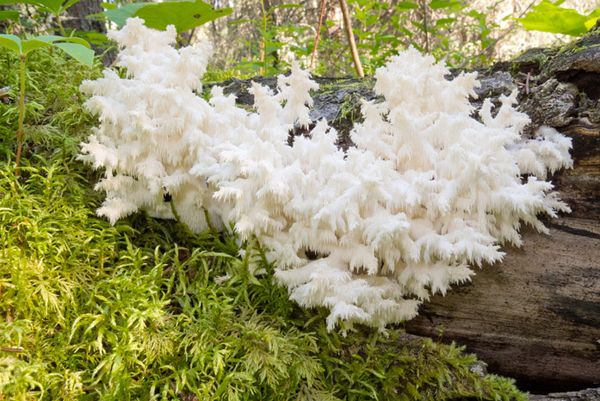 Coral mushroom: botanical description, distribution, varieties + use in cosmetology, cooking and medicine