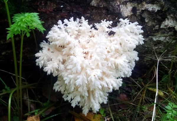 Coral mushroom: botanical description, distribution, varieties + use in cosmetology, cooking and medicine