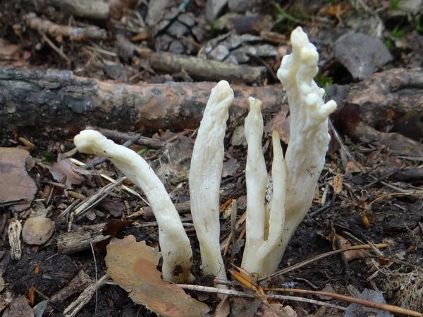 Coral mushroom: botanical description, distribution, varieties + use in cosmetology, cooking and medicine