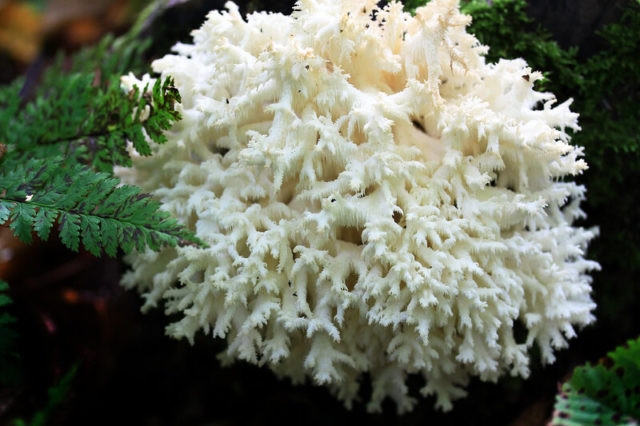 Coral mushroom: photo and description, where they grow, what they are called, is it possible to eat