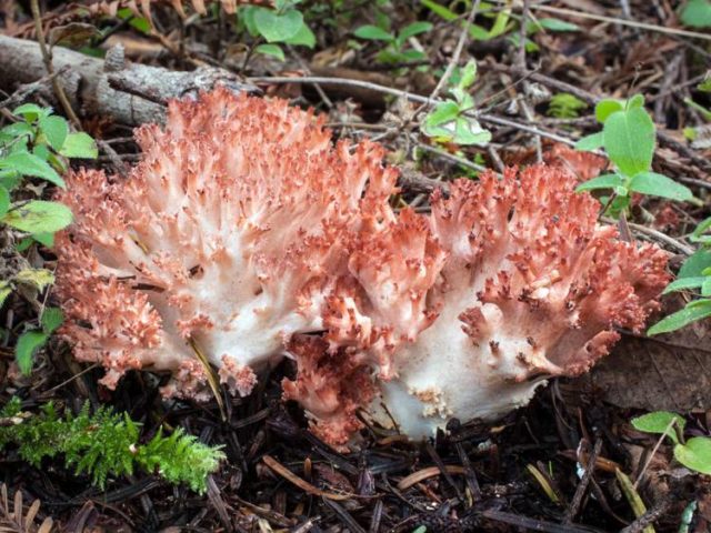 Coral mushroom: photo and description, where they grow, what they are called, is it possible to eat