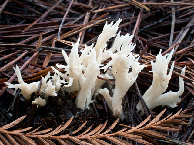 Coral mushroom: photo and description, where they grow, what they are called, is it possible to eat