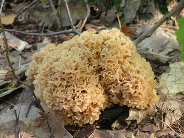 Coral mushroom: photo and description, where they grow, what they are called, is it possible to eat