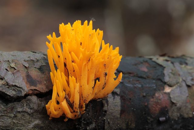 Coral mushroom: photo and description, where they grow, what they are called, is it possible to eat