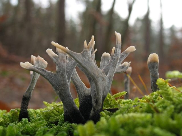 Coral mushroom: photo and description, where they grow, what they are called, is it possible to eat