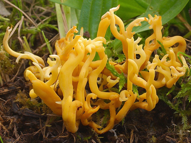 Coral mushroom: photo and description, where they grow, what they are called, is it possible to eat