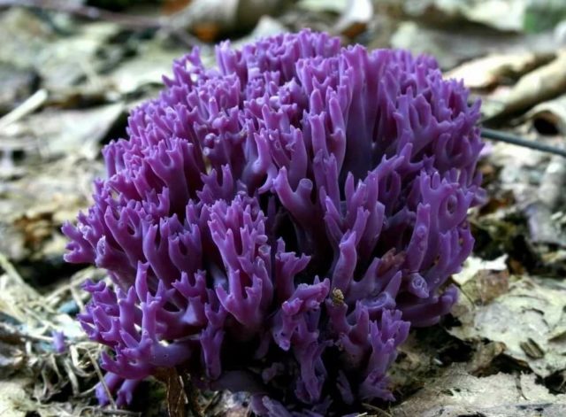 Coral mushroom: photo and description, where they grow, what they are called, is it possible to eat