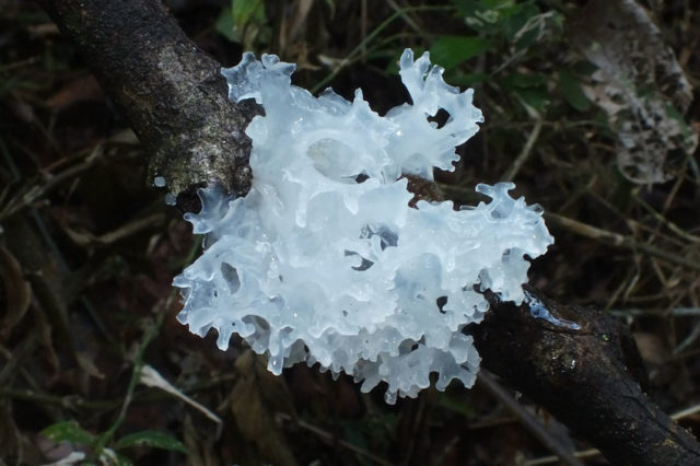 Coral mushroom: photo and description, where they grow, what they are called, is it possible to eat