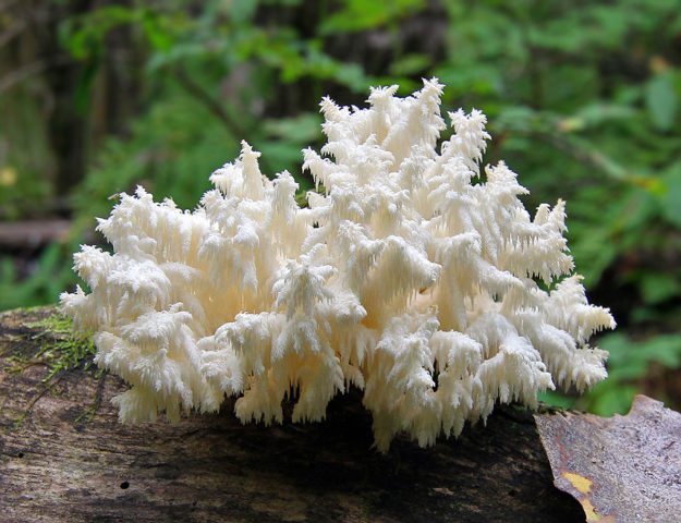 Coral mushroom: photo and description, where they grow, what they are called, is it possible to eat