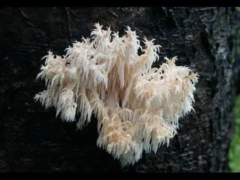 Coral mushroom: photo and description, where they grow, what they are called, is it possible to eat