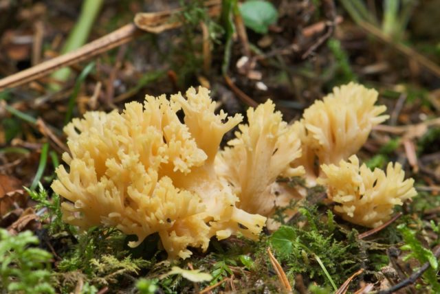 Coral mushroom: photo and description, where they grow, what they are called, is it possible to eat