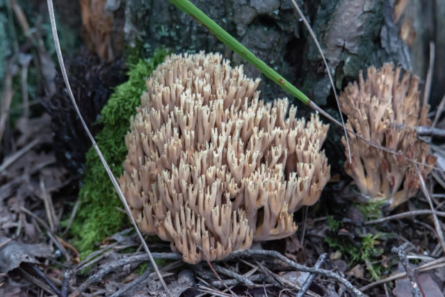 Coral mushroom: photo and description, where they grow, what they are called, is it possible to eat