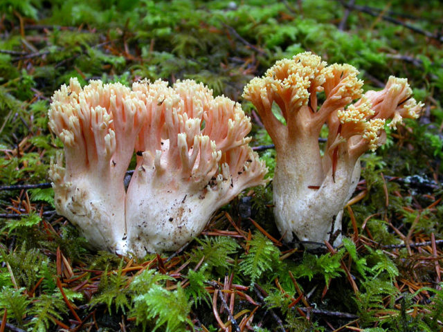 Coral mushroom: photo and description, where they grow, what they are called, is it possible to eat