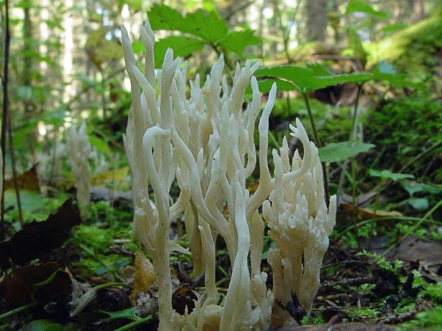 Coral mushroom: photo and description, where they grow, what they are called, is it possible to eat