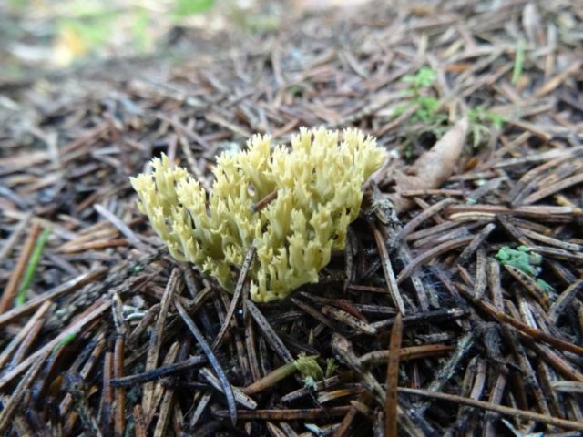 Coral mushroom: photo and description, where they grow, what they are called, is it possible to eat