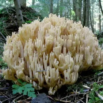 Coral mushrooms: description of species