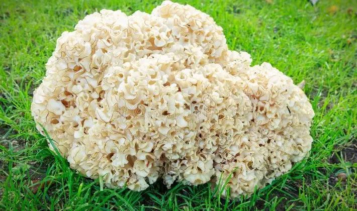 Coral mushrooms: description of species