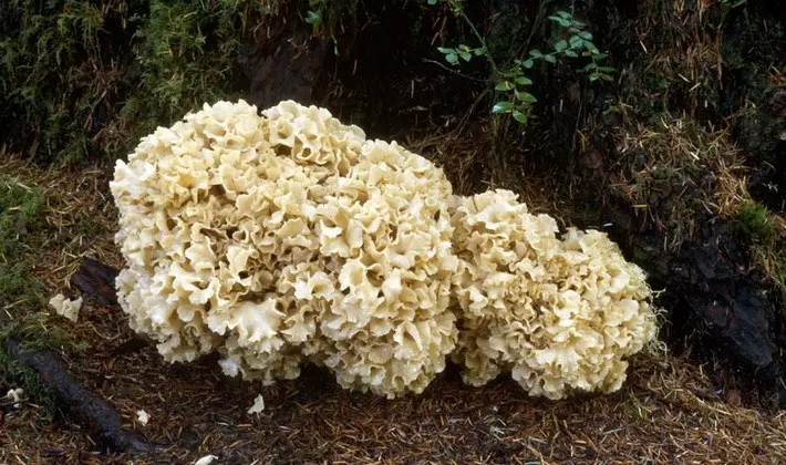 Coral mushrooms: description of species