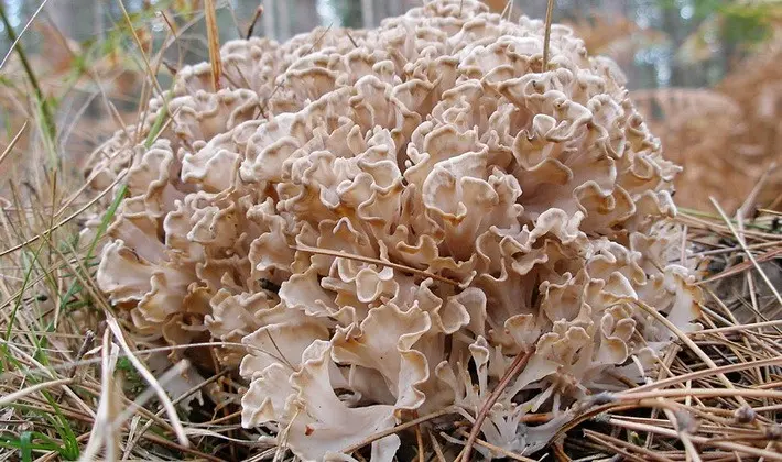 Coral mushrooms: description of species