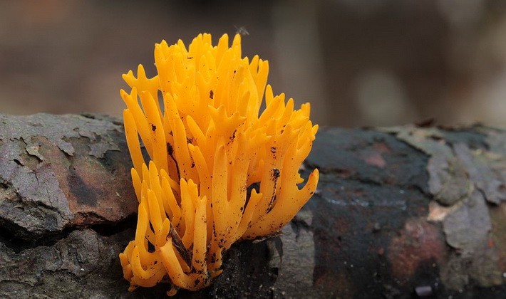Coral mushrooms: description of species