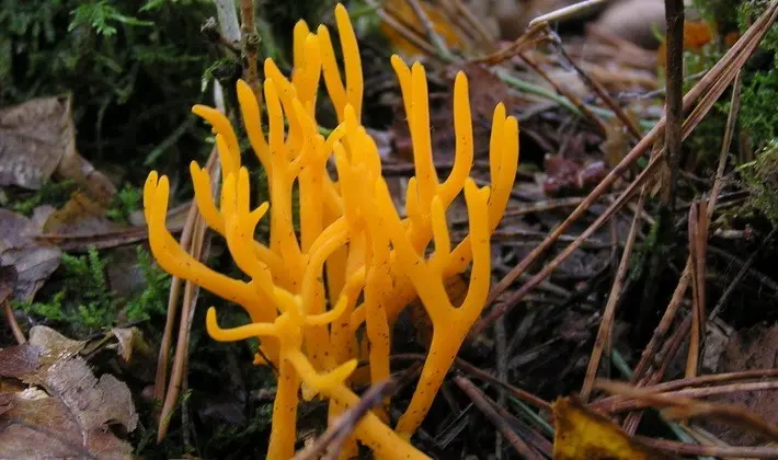 Coral mushrooms: description of species