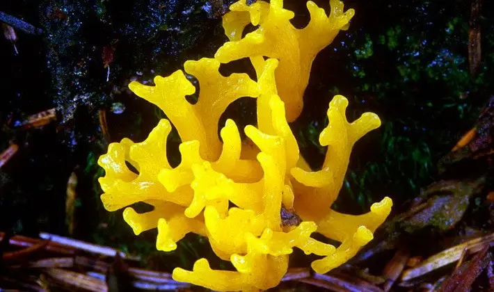 Coral mushrooms: description of species