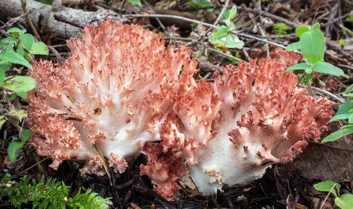 Coral mushrooms: description of species