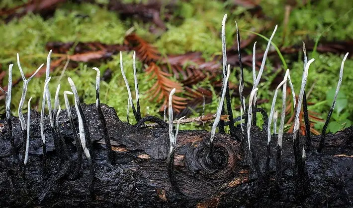 Coral mushrooms: description of species