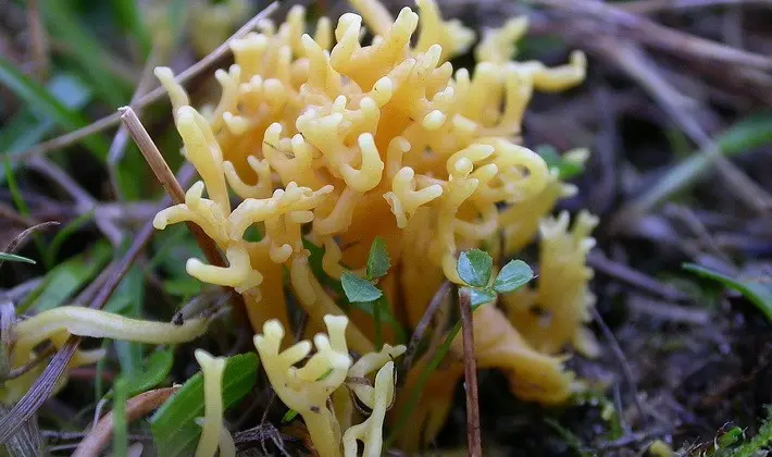 Coral mushrooms: description of species