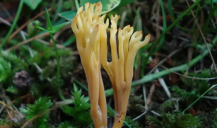 Coral mushrooms: description of species