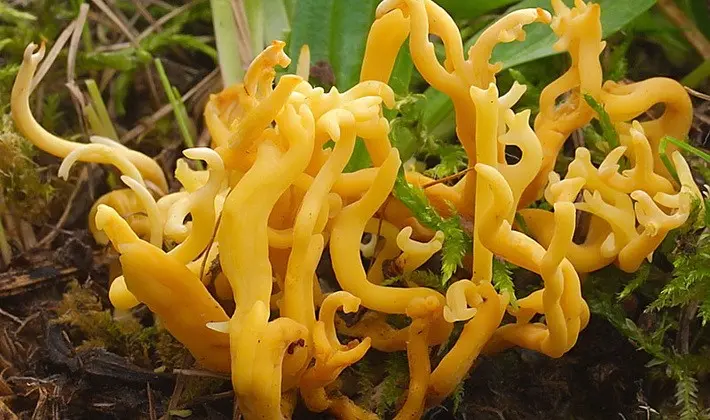 Coral mushrooms: description of species